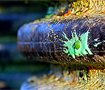 On target!  The physics of Paintball Accuracy